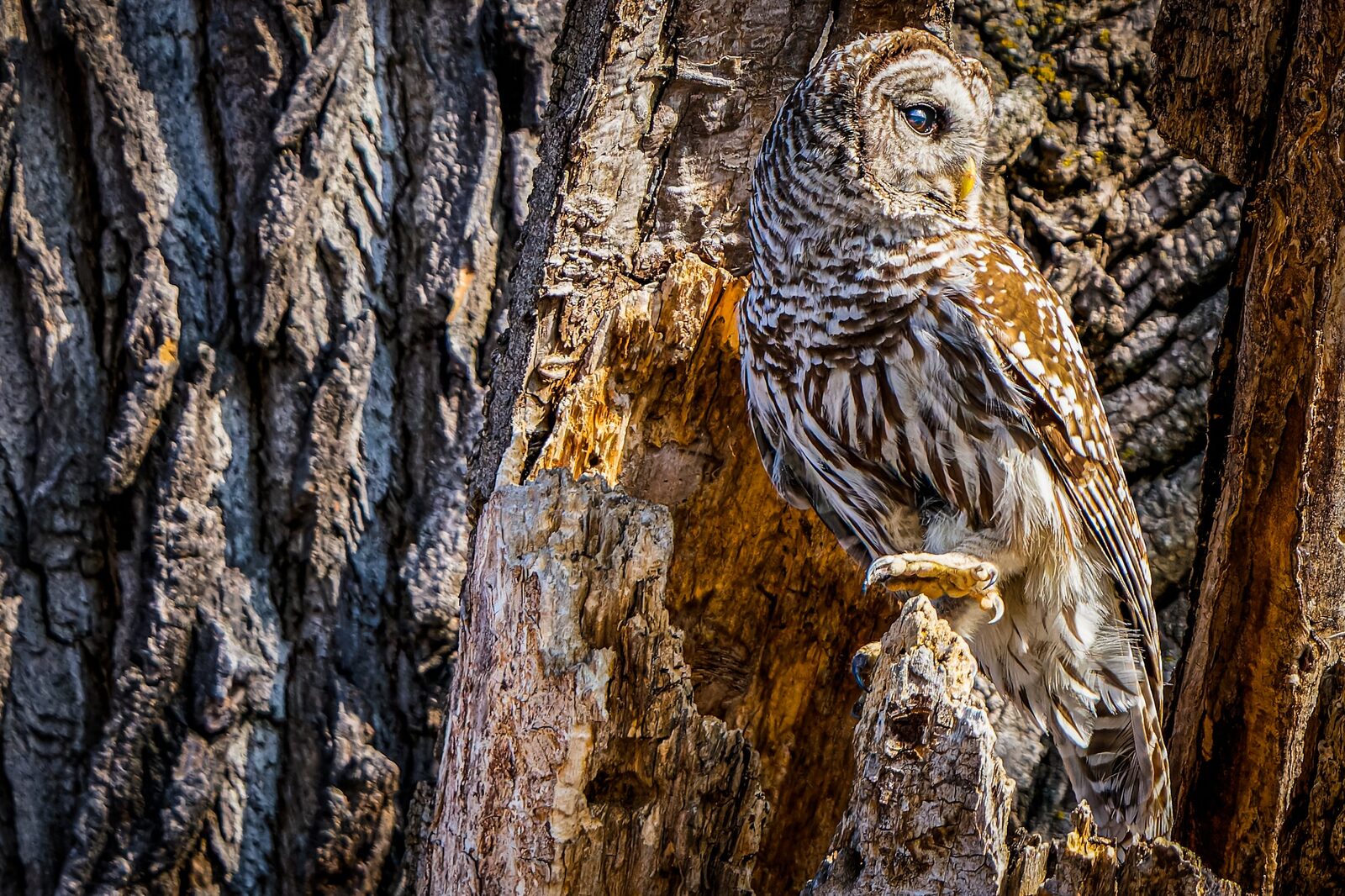 Barred Owl perched within the textured hollow of a mature tree