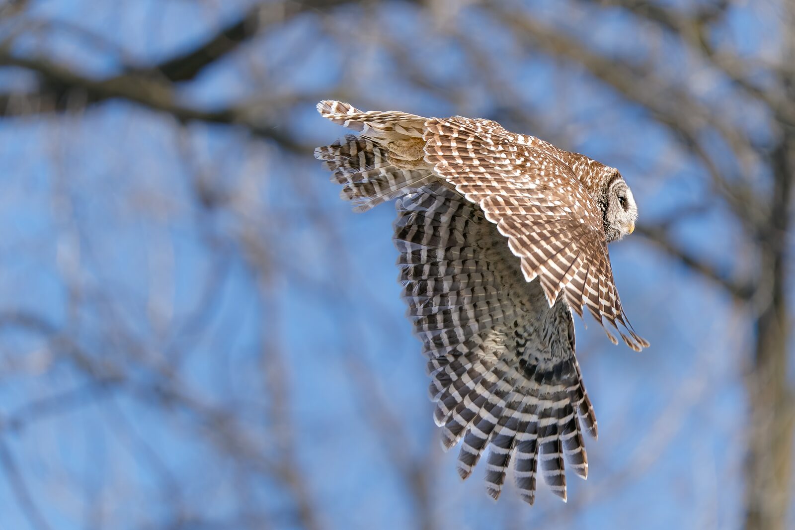 Barred Owl flying between bare branches against a blue sky