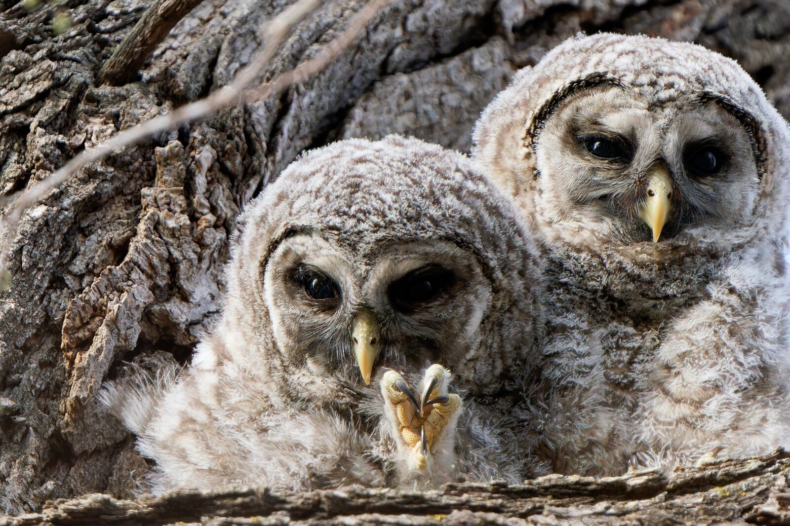 Two juvenile Barred Owls resting together against tree bark
