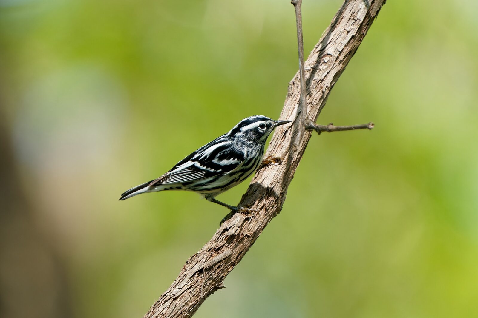 Black-and-white Warbler perched on a weathered branch