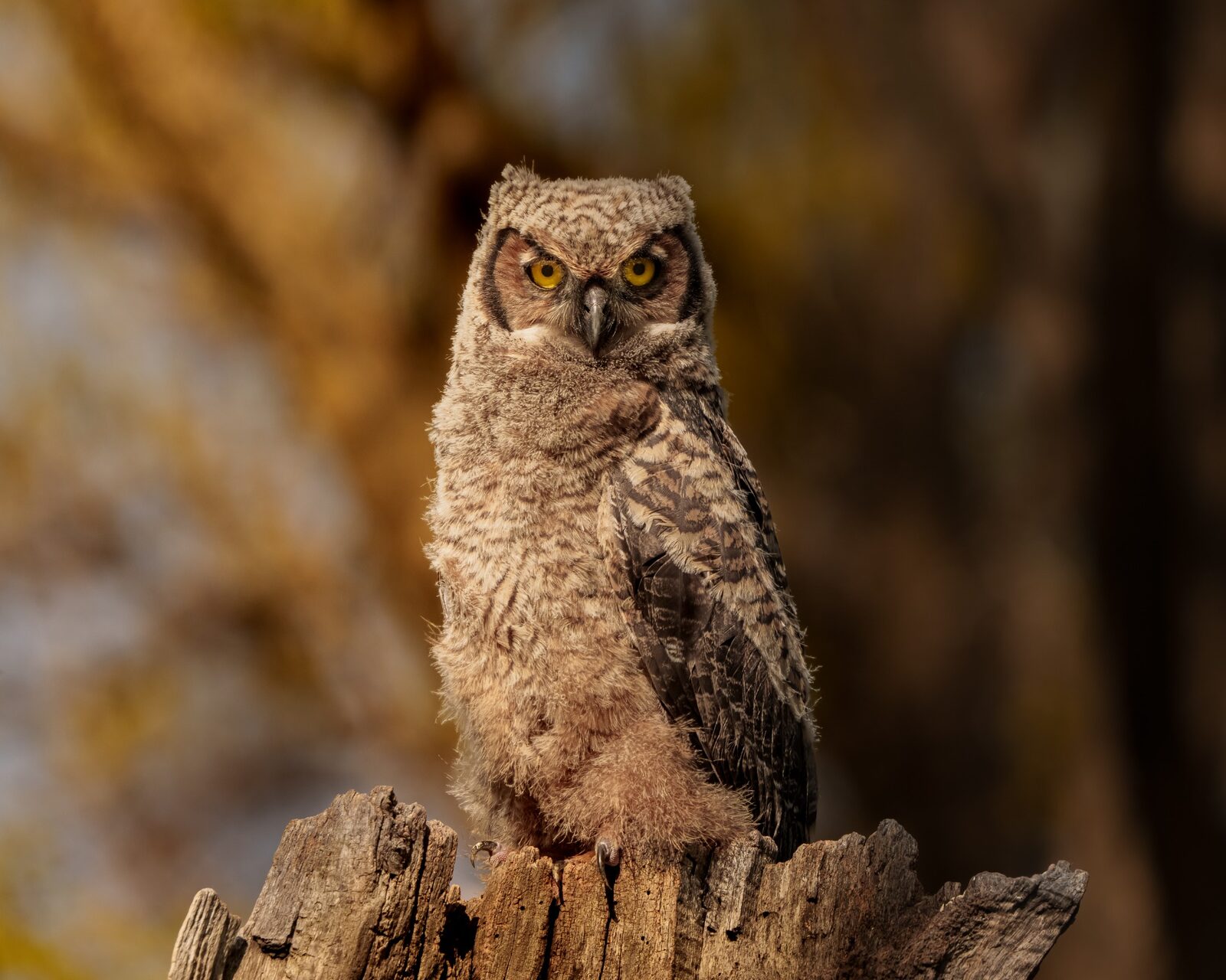 Juvenile Great Horned Owl standing on a broken tree in warm natural light