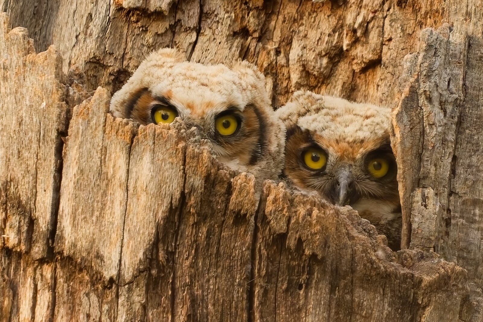 Three Great Horned Owlets peeking from a tree cavity