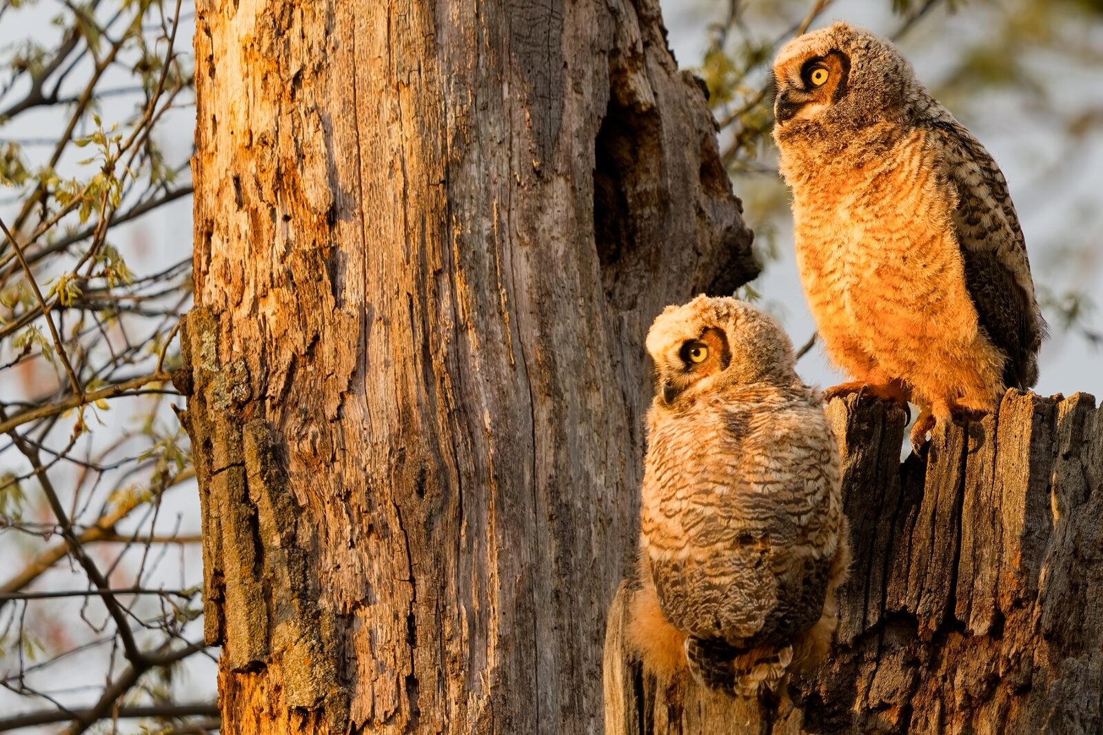 Two Great Horned Owlets together at a tree cavity