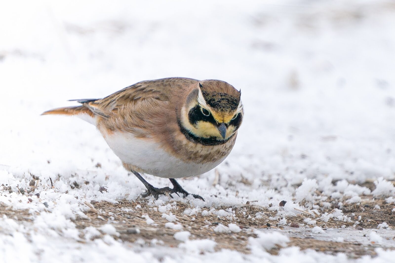 Horned Lark standing low among snow and winter grass