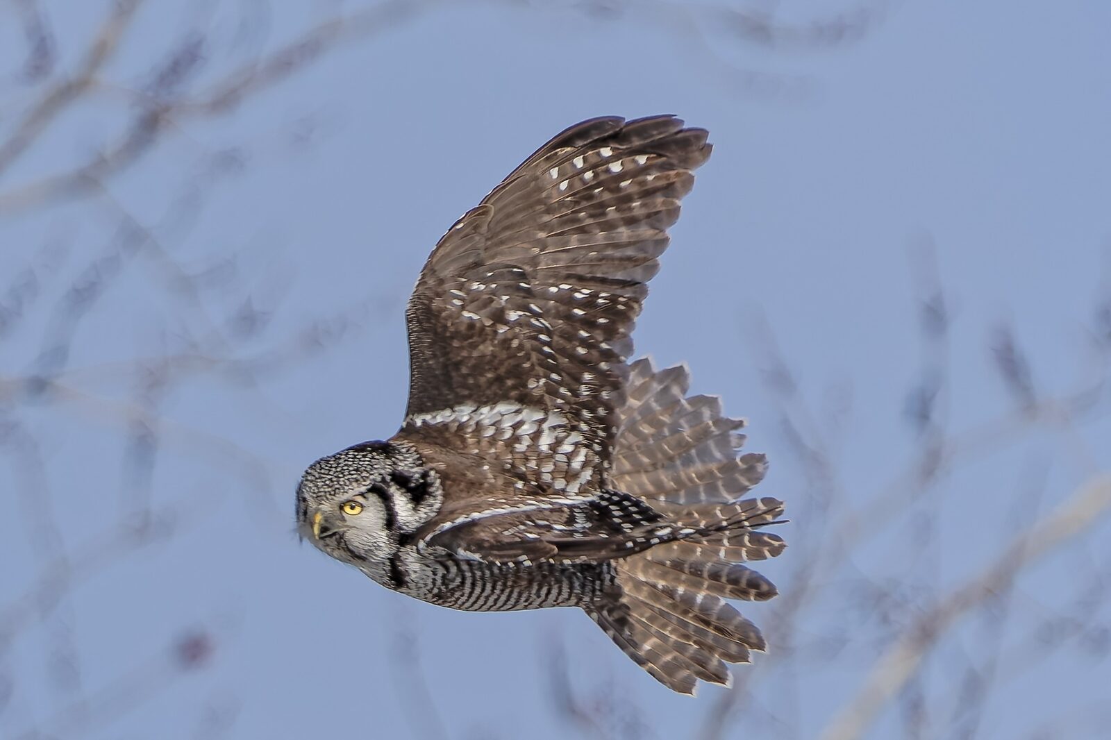 Northern Hawk Owl flying with wings raised and yellow eyes visible