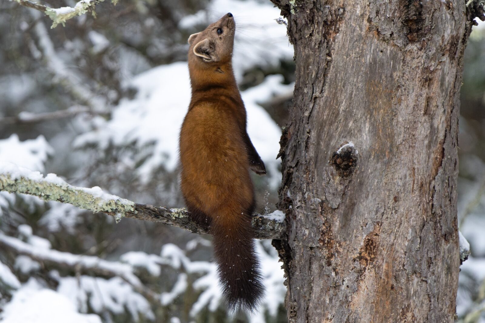 American Marten standing in a snowy tree and looking upward
