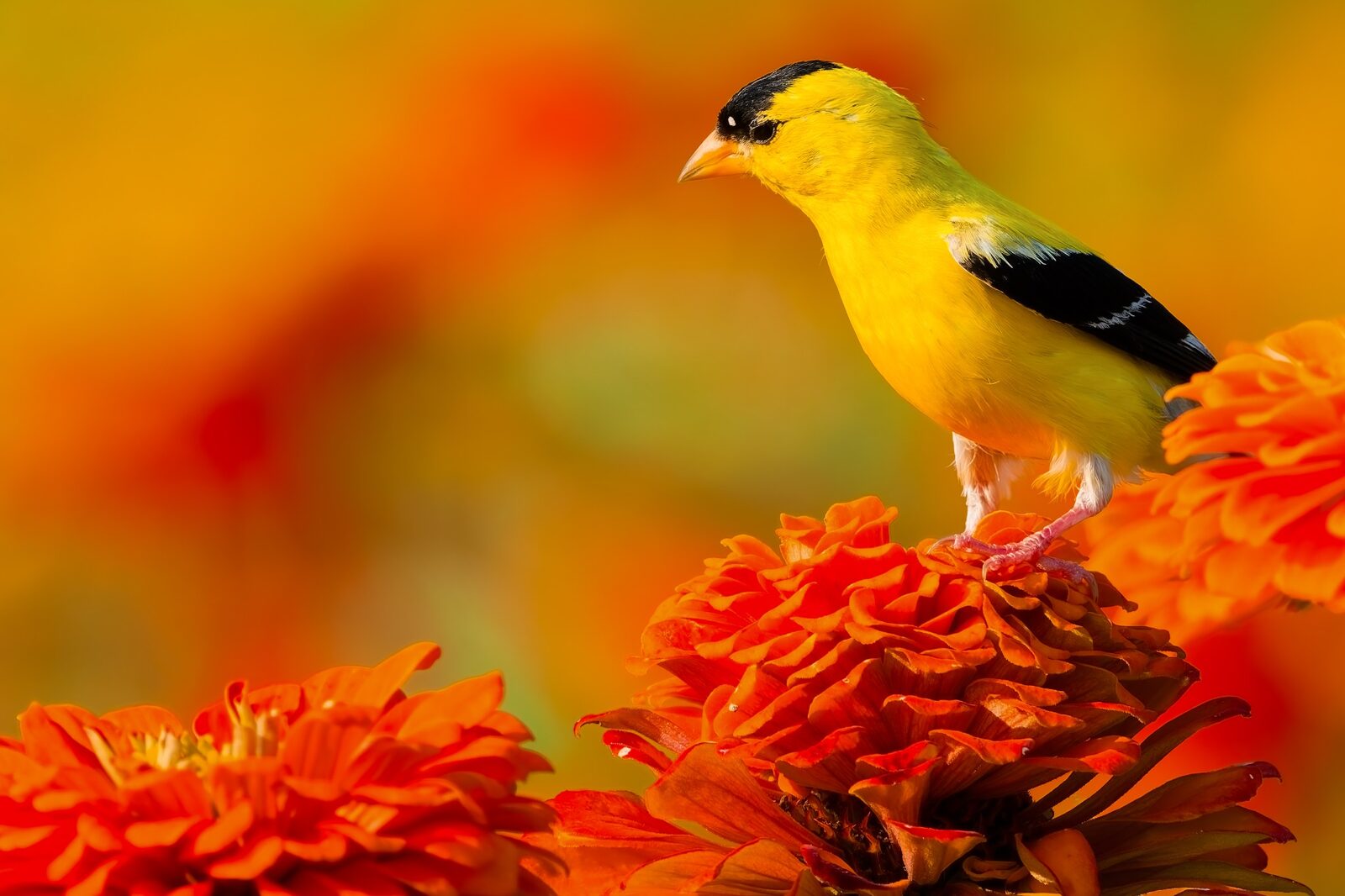 American Goldfinch among orange flowers
