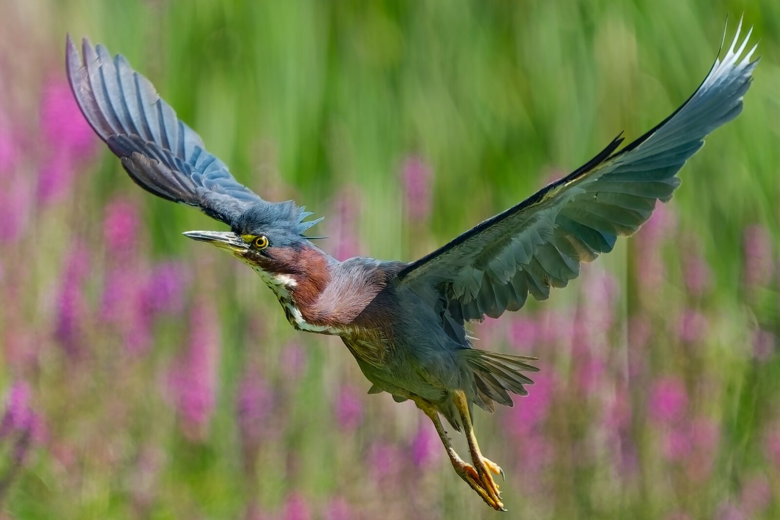 Green Heron approaching with wings raised against pink flowers