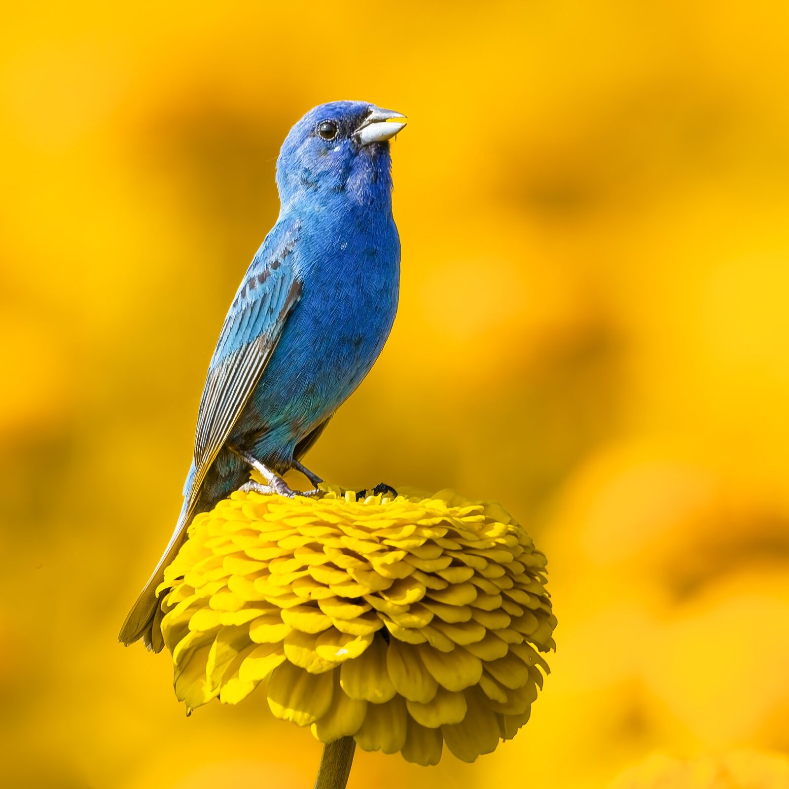 Indigo Bunting singing from a yellow flower
