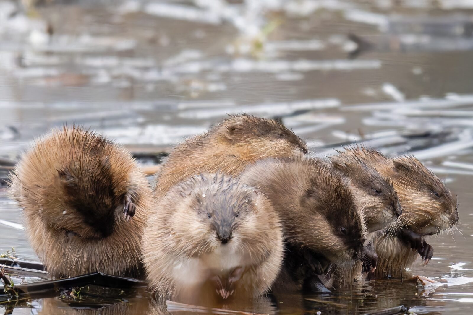 A gathering of Muskrats at the water's edge