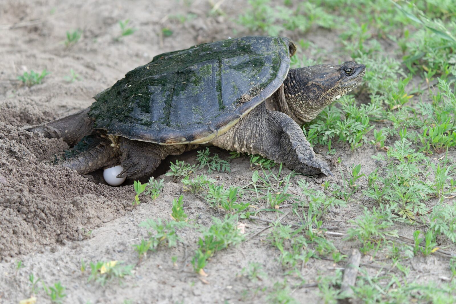 Snapping Turtle laying eggs in sandy soil