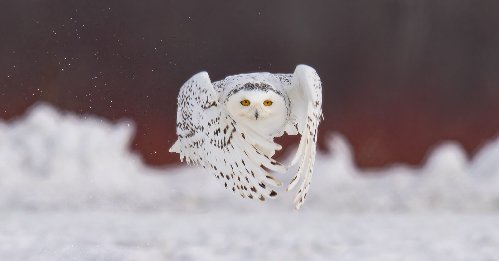 Snowy Owl approaching directly above the snow