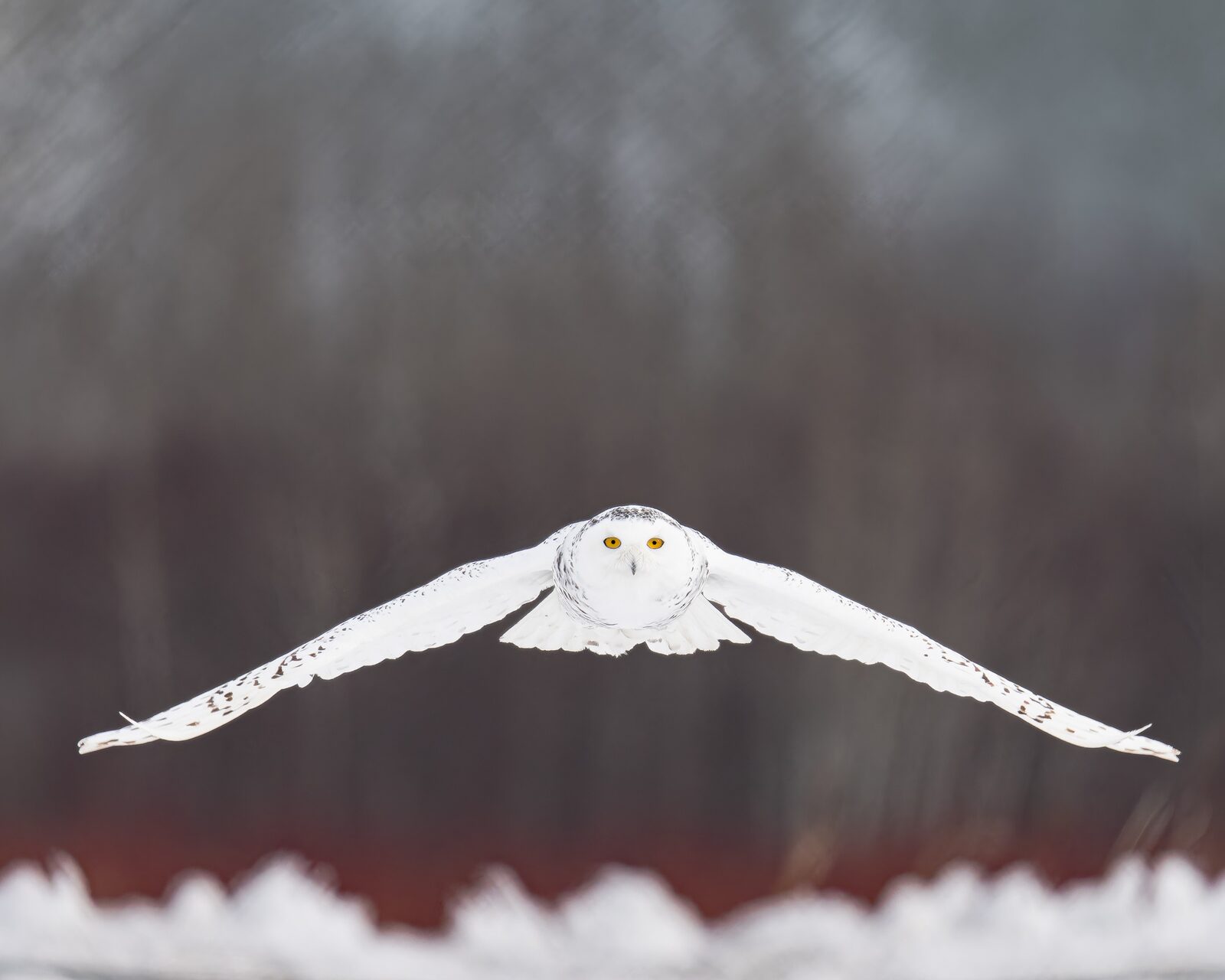 Snowy Owl flying head-on with wings extended