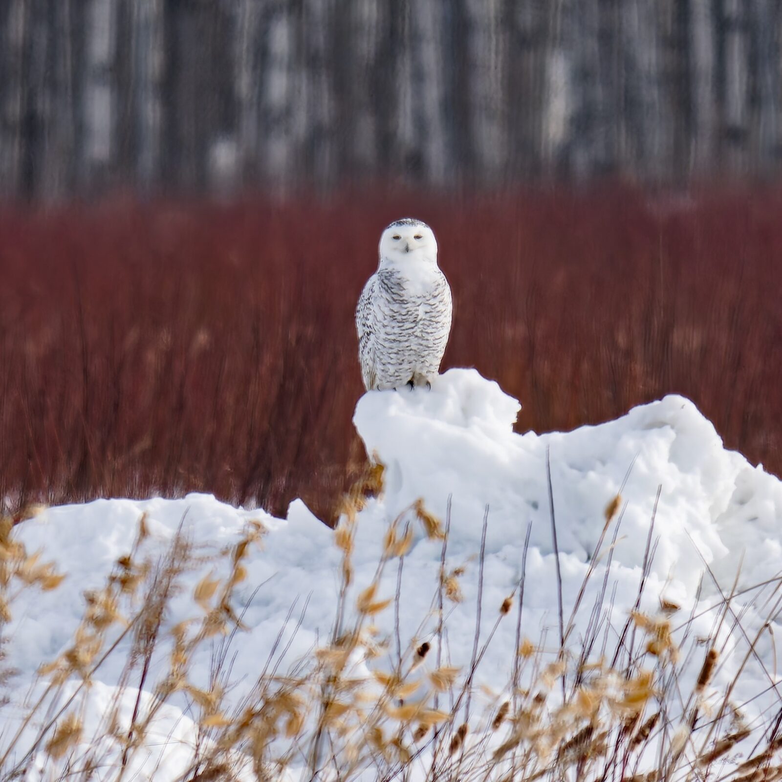 Snowy Owl perched above a snow-covered field