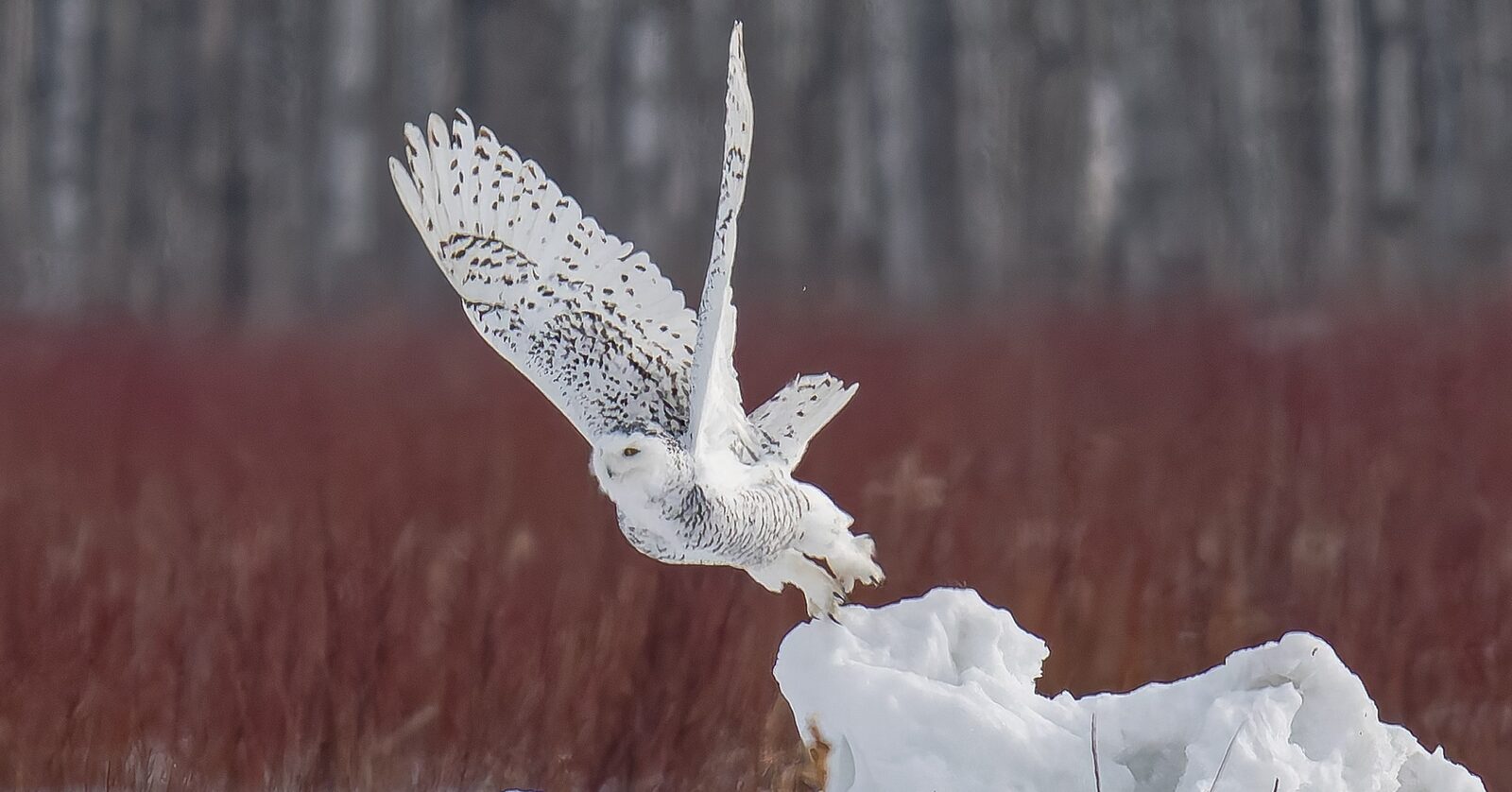 Snowy Owl lifting from the snow