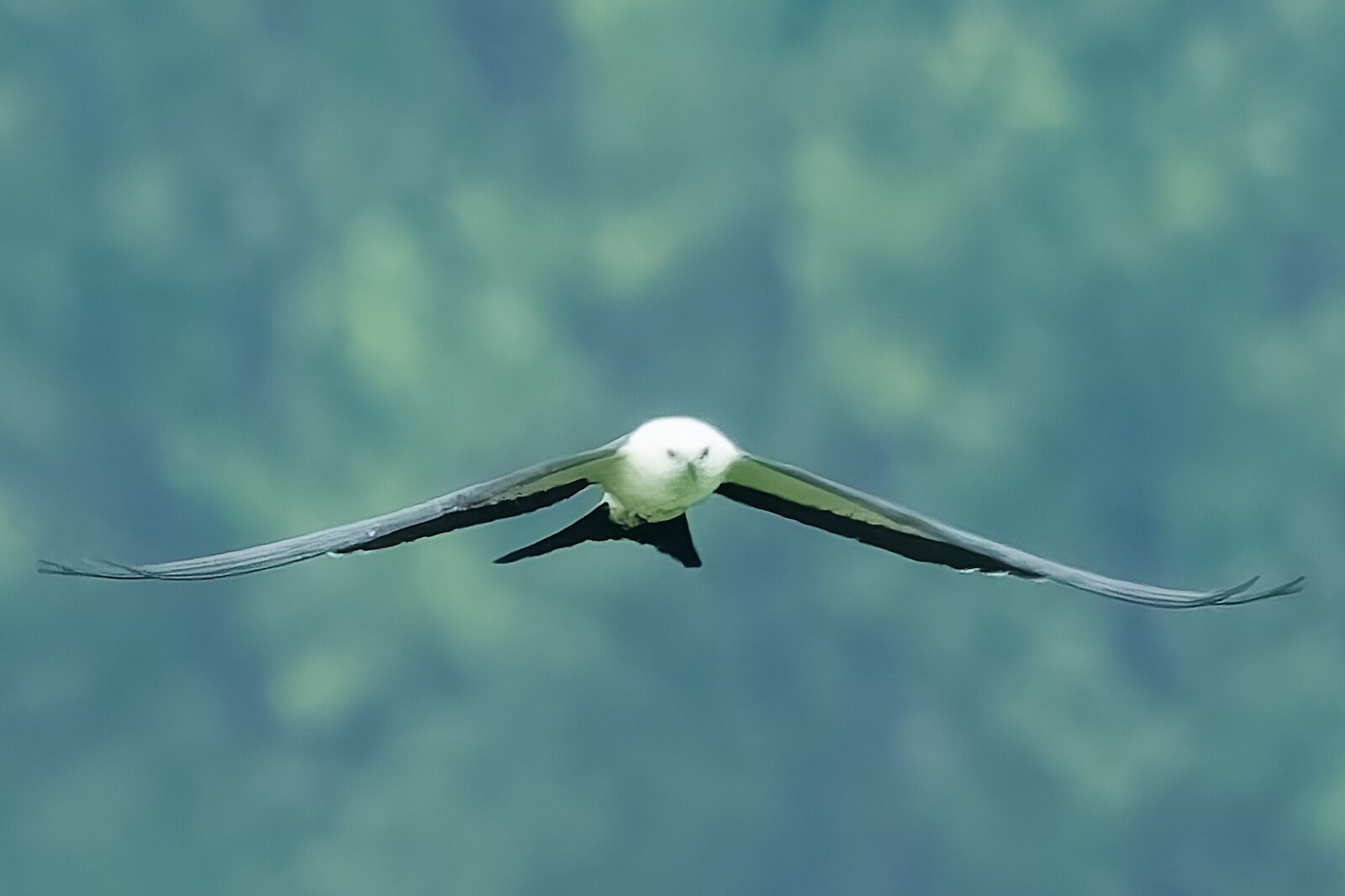 Swallow-tailed Kite flying head-on with its wings spread