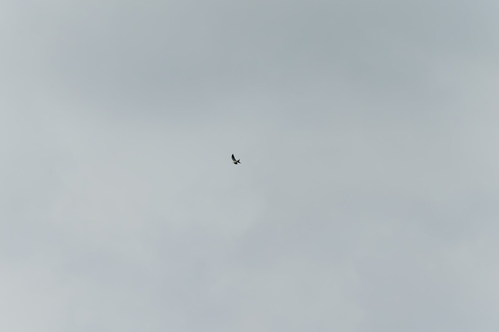 A distant Swallow-tailed Kite appearing as a tiny shape in a wide gray sky