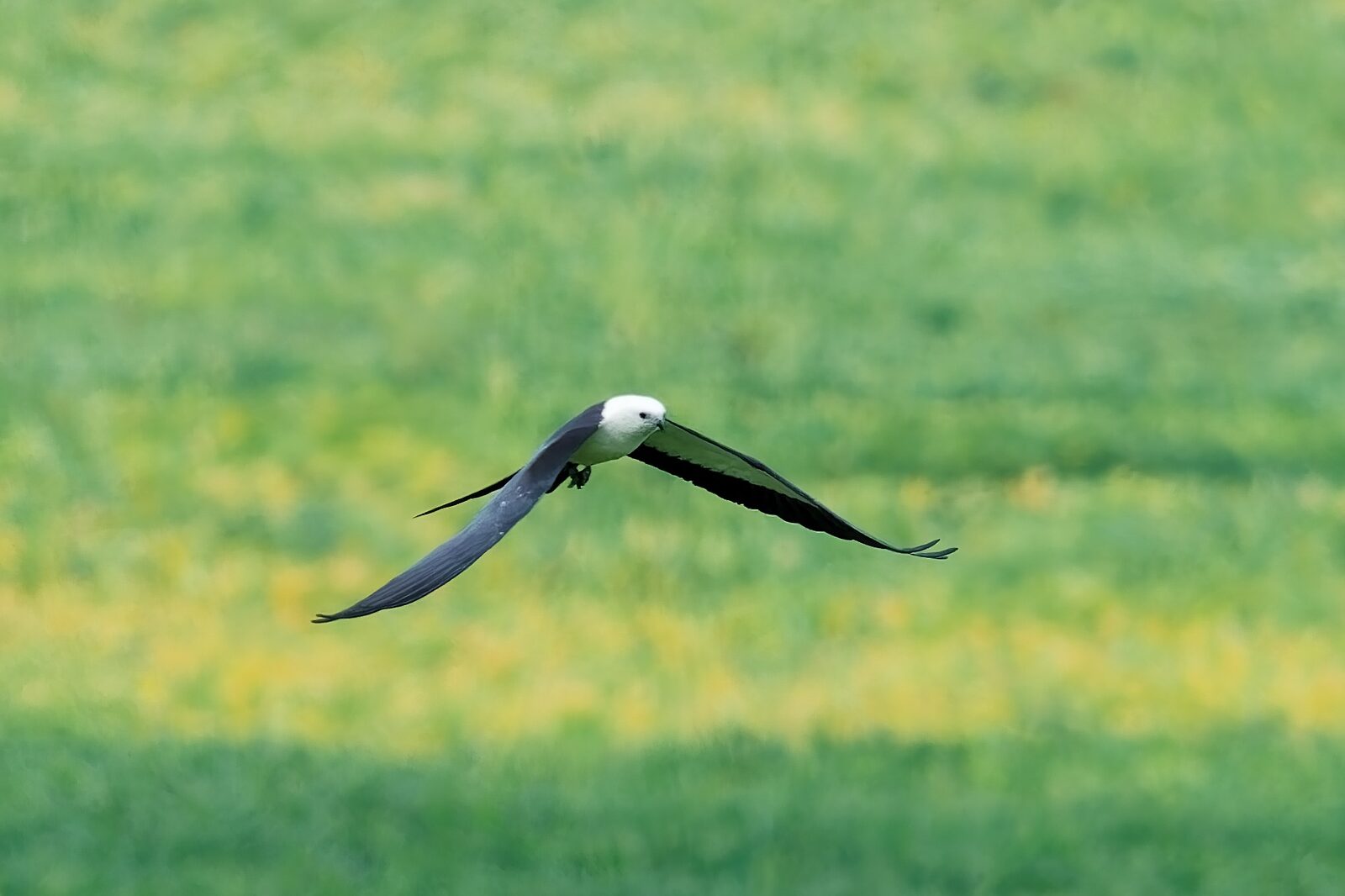 Swallow-tailed Kite crossing a green and yellow field