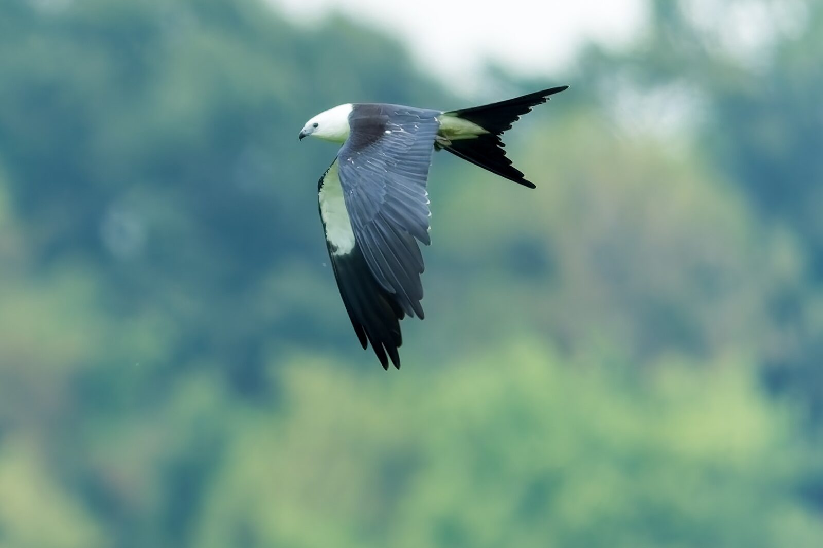 Swallow-tailed Kite banking in flight