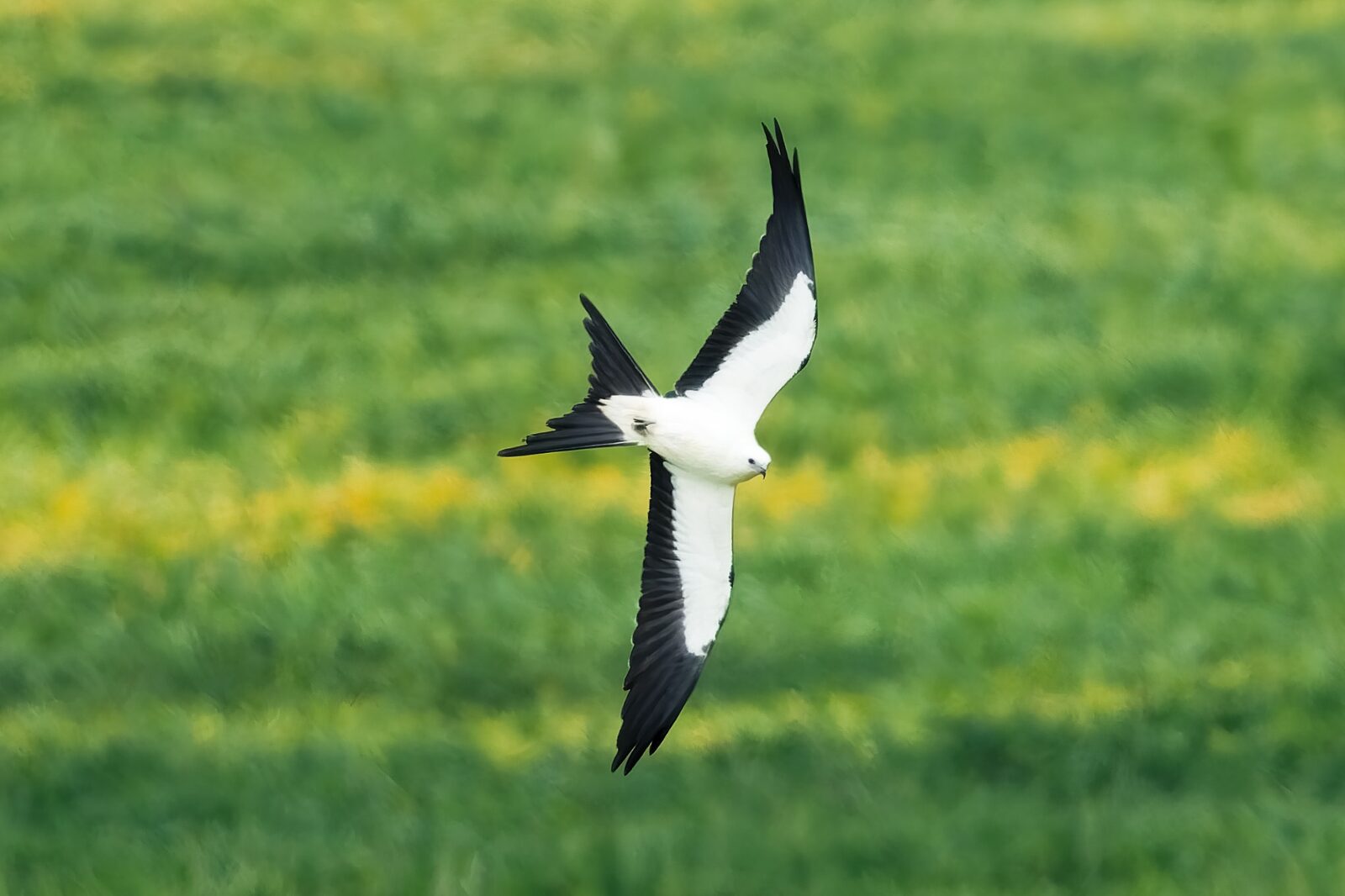 Swallow-tailed Kite turning to reveal its white underside and forked tail